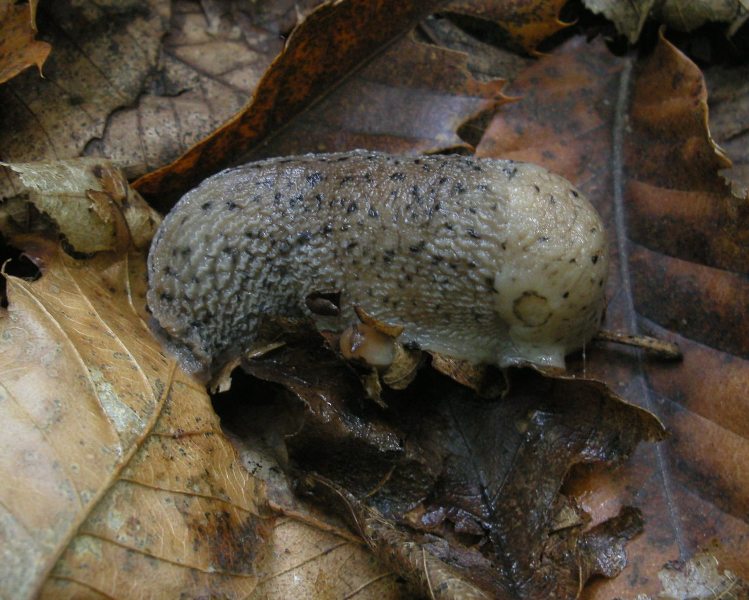 Limax graecus-gruppo da Cosenza n 3